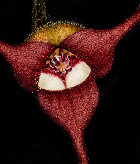 Asarum caudatum 20-0057a.jpg